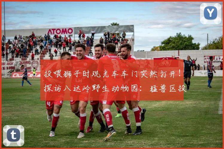 投喂狮子时观光车车门突然打开！探访八达岭野生动物园：猛兽区投喂项目已关闭，同类观光车停运